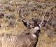 Muley_Man's Avatar