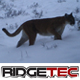 HCO-Uway Trail Cameras's Avatar