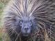 Bushrat's Avatar