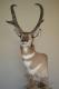 Deer Hunter's Avatar