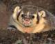 Big Daddy Badger's Avatar