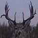 Bear63's Avatar