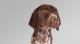 Germanshorthairpointer's Avatar